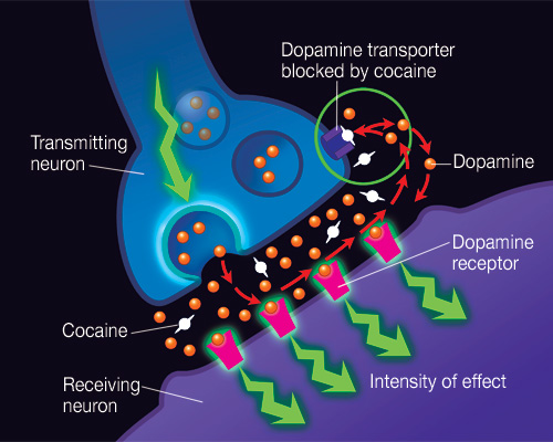 Drawing of how cocaine is transferred from one neuron to another and how it then blocks the normal
recycling process